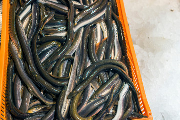 Fresh River lamprey in metal container before treatment with salt. Cook the lamprey at home. Traditional Latvian recipe.