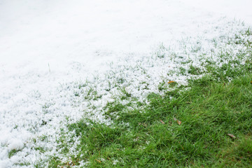 Winter in the park. A green lawn under a tree that did not get snow