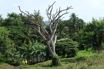 Fototapeta na wymiar old relict dead tree in the Park. Sri Lanka