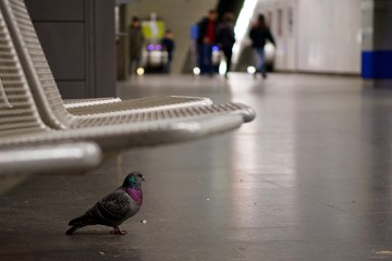 A pigeon indoors under the seats in a metro station