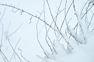 Fototapeta na wymiar Wild beauty of the winter nature of rural Russian remote places. Bushes shrubs branches in the snow