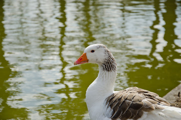 Goose duck in pond