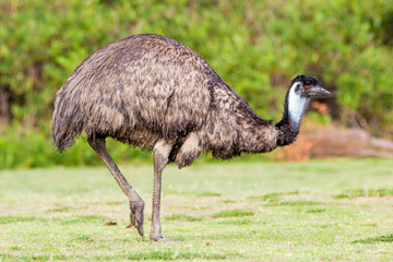 Wilsons Promontory National Park, Australia, Victoria- MARCH 2016: Emu (Dromaius novaehollandiae) grazing in the Australian bush.  © Lukas