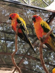 Parrots