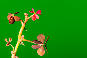 Lucky clover in the seasonal garden