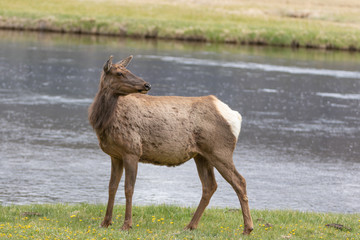 Naklejka premium Cow elk standing by Madison River in Yellowstone National Park