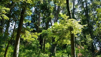 En el bosque