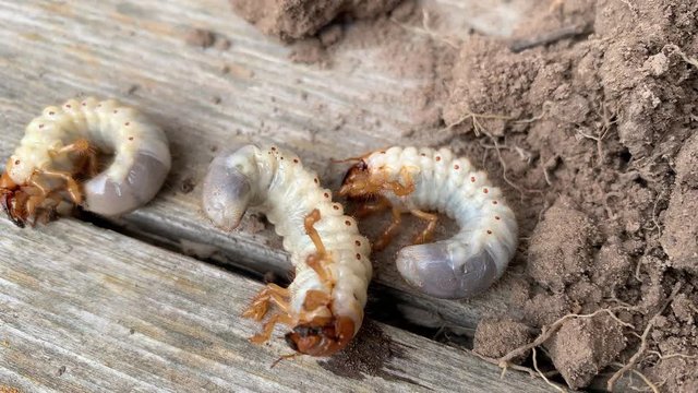 The larva of important pest of plant, grub of May beetle Common Cockchafer or May Bug Melolontha melolontha, close up of white grubs burrowing into the soil
