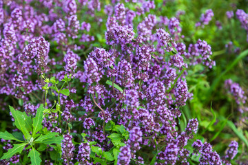 Beautiful background with pink flowering thyme