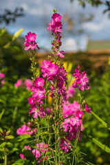Blooming cultivar dwarf checkerbloom (Sidalcea malviflora 'Party Girl') in the summer garden
