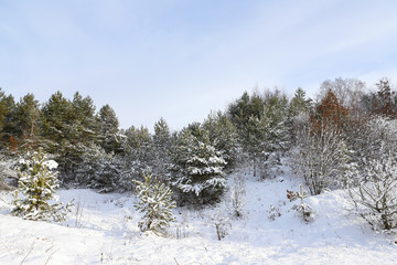 Frosty day in the snow coniferous forest. The first winter snow. Wonderful winter wallpapers. Christmas holiday concept. Happy New Year! Discover the beauty of the earth.
