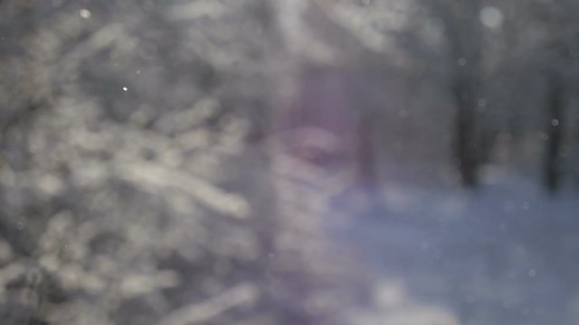 Falling Snow In The Winter Forest, Close Up. Background Is Blurred. 