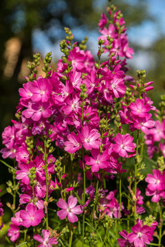 Blooming cultivar dwarf checkerbloom (Sidalcea malviflora 'Party Girl') in the summer garden
