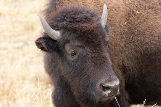 Cow bison close up portrait in Yellowstone National Park