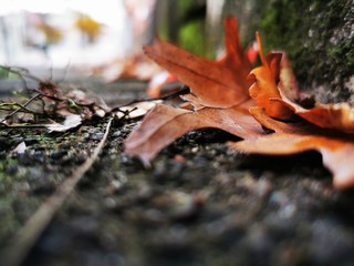 Herbst
