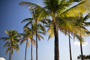 palm trees miami beach