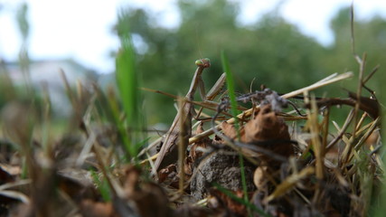 European mantis religiosa sitting on grass . European Mantis clinging to a stalk of grass . The green grasshopper looks at the camera.