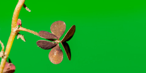 Lucky clover in the seasonal garden