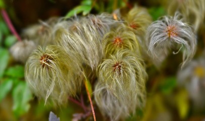 faded clematis flowers