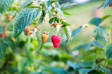 branch of ripe red juicy raspberry in raspberry plantation