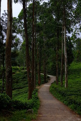 the path in amongst the tea plantations in Sri Lanka