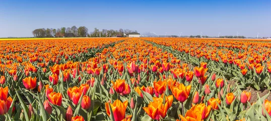Meubelstickers Panorama of orange tulips in Noordoostpolder, Holland © venemama