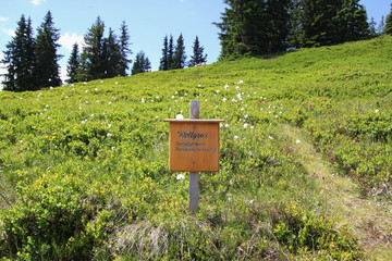 Blühendes Wollgras auf der Planai