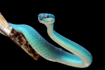 Fototapeta premium Blue viper snake closeup face, viper snake, blue insularis, Trimeresurus Insularis, animal closeup