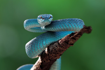 Blue viper snake closeup face, viper snake, blue insularis, Trimeresurus Insularis, animal closeup