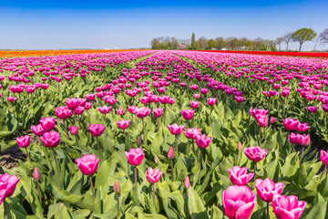 Field of a colorful purple tulips in springtime in Holland