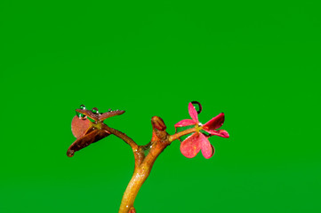 Lucky clover in the seasonal garden