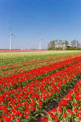 Tulip fields and wind turbines in Noordoostpolder, Netherlands