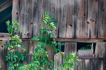 Fohramoos - Hochmoor - Losenpass - goldener herbst