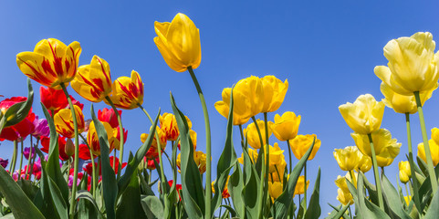 Fototapeta premium Panorama of yellow and red tulips against a blue sky in The Netherlands