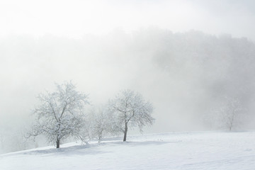 Obraz na płótnie Canvas snow covered trees in the fog