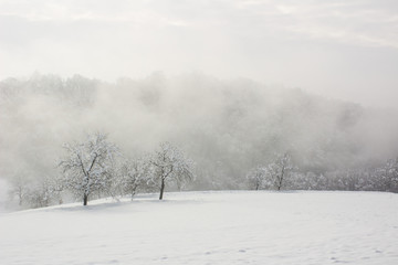 Obraz na płótnie Canvas snow covered trees in the fog