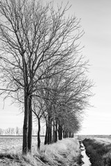bare Tree lined farm land in winter