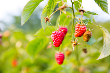 branch of ripe red juicy raspberry in raspberry plantation