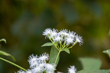 Plant wild Angelica ( lat. Angelica sylvestris). Flowering plant closeup in the woods
