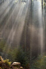 Obraz premium Wanderung Gebhardsberg - Fluh - Pfänder mit mystischem Wald