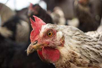 portrait of a hen chicken