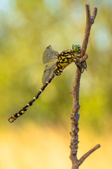 The small pincertail or green-eyed hook-tailed dragonfly Onychogomphus forcipatus in Czech Republic