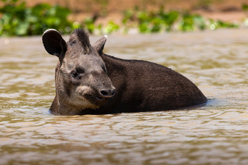 tapir of the pantanal - brazil - obrazy, fototapety, plakaty