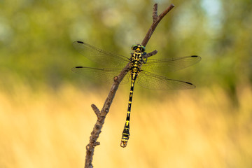 The small pincertail or green-eyed hook-tailed dragonfly Onychogomphus forcipatus in Czech Republic