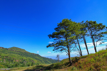 Obraz premium India, Forest, Backgrounds, Dirt, Nature