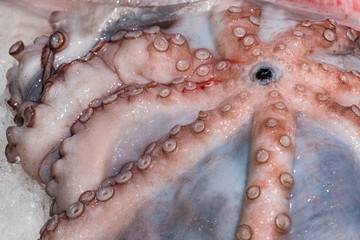 Very fresh octopus on a market stall.  Close up view of a raw Mediterranean octopus 