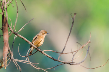 Female pied bush chat