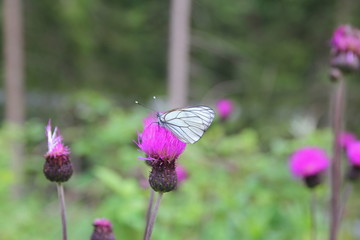 Schmetterling auf Distel