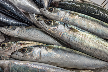Spanish mackerel. Fresh Mediterranean fish kept on ice