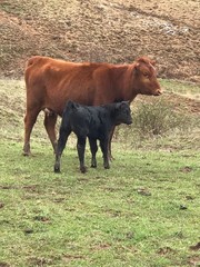 Fototapeta premium cow in a field